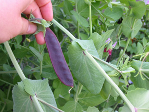 purplebeans.jpg